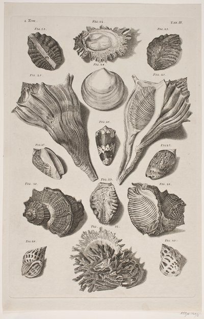 Plancha con conchas. Plancha 3. de Franz Michael Regenfus