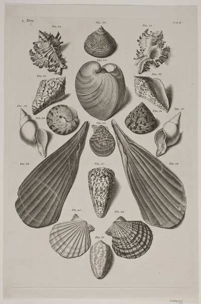 Plancha con conchas. Plancha 4. de Franz Michael Regenfus