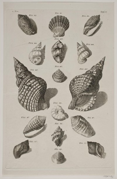Plancha con conchas. Plancha 5. de Franz Michael Regenfus