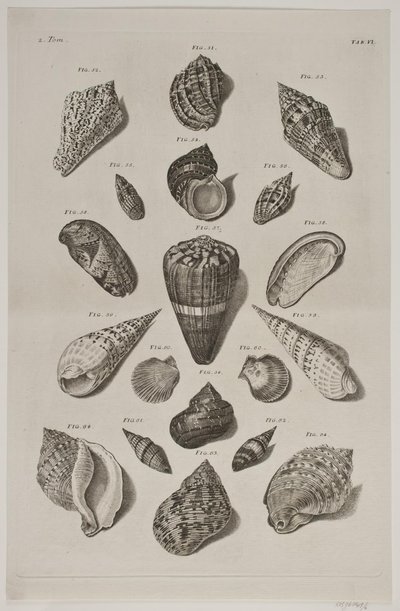 Lámina con conchas. Lámina 6. de Franz Michael Regenfus