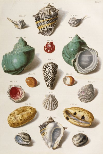 Varias conchas marinas, 1758 de Franz Michael Regenfus