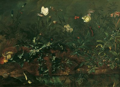 Césped con cardo, ranas y libélula de Franz Michael Siegmund von Purgau d. Ä.