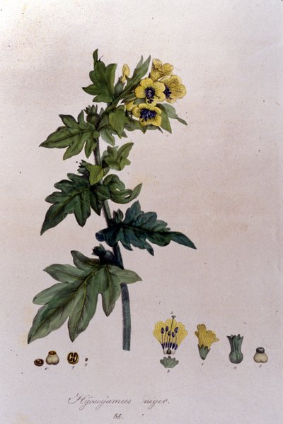 De “Flora Monacensis” de F. De Paola De Schrank. Múnich 1816. de Franz Schrank