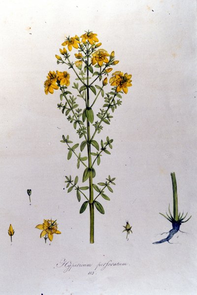 El hipérico o hierba de San Juan de “Flora Monacensis” de F. De Paola De Schrank. Múnich 1816 de Franz Schrank