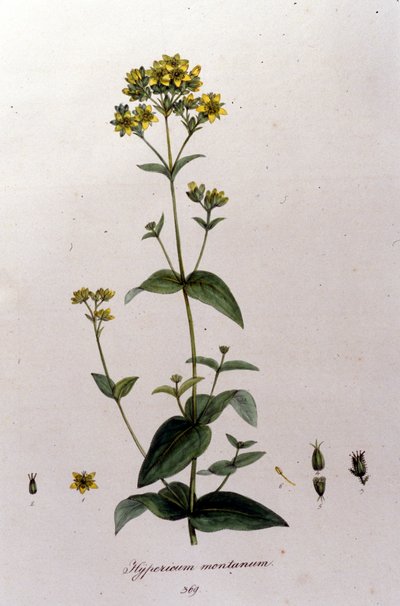El hipérico de montaña o hierba de San Juan de “Flora Monacensis” de F. De Paola De Schrank. Múnich 1816 de Franz Schrank