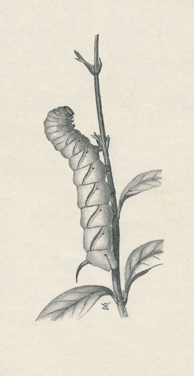 Oruga adulta de la esfinge de la adelfa, ocupada de manera similar, c. 1900, 1910 de Fred Enock