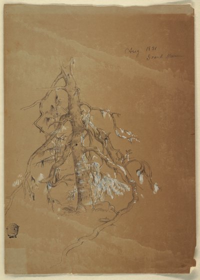 Un árbol perenne nudoso, Grand Manan, Canadá de Frederic Edwin Church