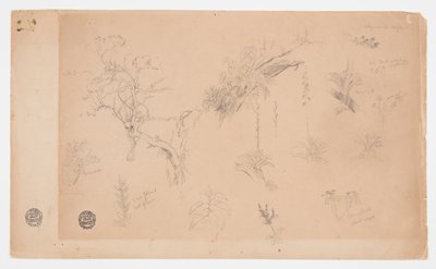 Un grupo de trece estudios botánicos de Colombia o Ecuador de Frederic Edwin Church