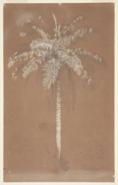 Palma Abaye, Monte Salus, Jamaica de Frederic Edwin Church