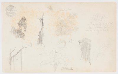Bocetos botánicos de Colombia: árboles de bambú, troncos y detalles de Frederic Edwin Church