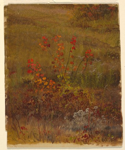 Estudios botánicos de Frederic Edwin Church