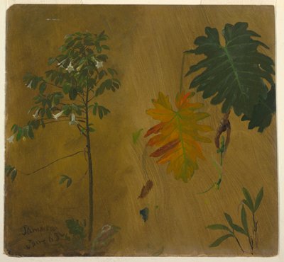 Estudio botánico, Jamaica de Frederic Edwin Church