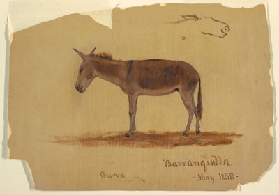 Dibujo, Un burro, Baranquilla, Colombia, mayo de 1853 de Frederic Edwin Church