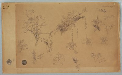Dibujo, Grupo de trece estudios botánicos de Colombia o Ecuador, 1853 de Frederic Edwin Church