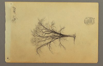 Dibujo, Un árbol sin hojas, febrero de 1845 de Frederic Edwin Church