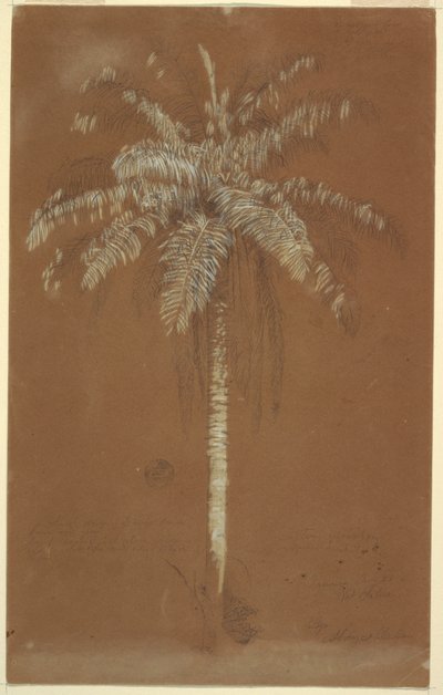 Dibujo, Palma de Abaye, Monte Salus, Jamaica, junio de 1865 de Frederic Edwin Church