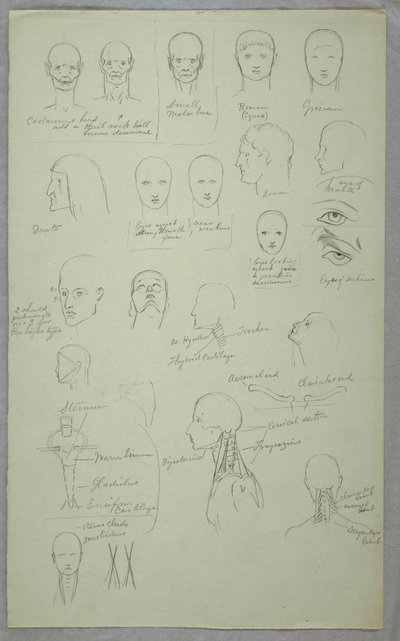 Dibujo, Estudios anatómicos, 1865-70 de Frederic Edwin Church