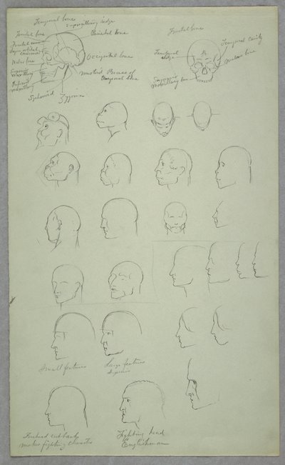 Dibujo, Estudios anatómicos, 1865-70 de Frederic Edwin Church