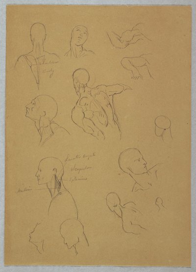 Dibujo, Estudios anatómicos, 1865-70 de Frederic Edwin Church