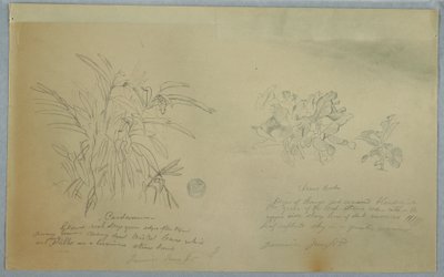 Dibujo, Estudios sobre el arrurruz y el cardamomo, Jamaica, junio de 1865 de Frederic Edwin Church