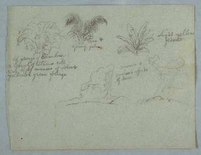 Dibujo, bambúes, enredadera y una palmera joven, planta, y dos escenas de lluvia cayendo de las nubes sobre crestas, Río Magdalena, Colombia, 1853, probablemente mayo. de Frederic Edwin Church