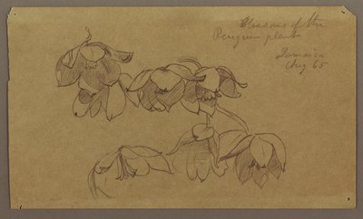 Dibujo, Flores de Penguin Hill, agosto de 1865 de Frederic Edwin Church