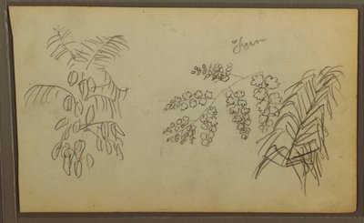 Dibujo, Bocetos botánicos, 1857 de Frederic Edwin Church