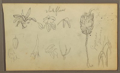 Dibujo, Bocetos botánicos, 1857 de Frederic Edwin Church
