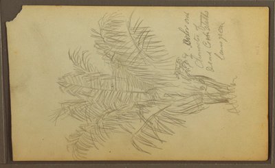 Dibujo, Bocetos botánicos, 1857 de Frederic Edwin Church