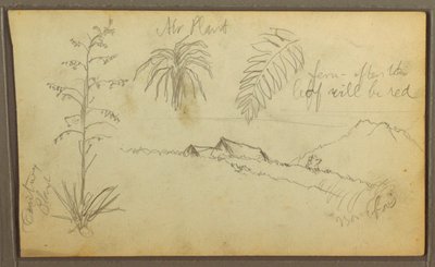 Dibujo, Bocetos botánicos, 1857 de Frederic Edwin Church