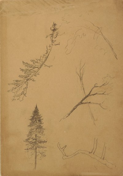 Dibujo, Bocetos botánicos, 1888 de Frederic Edwin Church