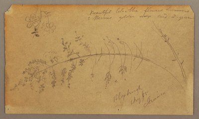 Dibujo, Bocetos botánicos, agosto de 1865 de Frederic Edwin Church