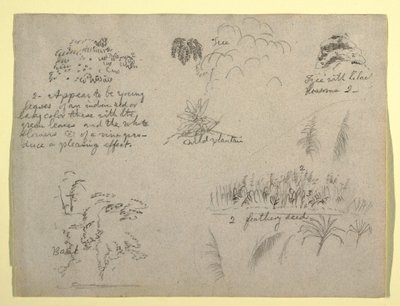 Dibujo, Bocetos botánicos, Colombia, 1853 de Frederic Edwin Church