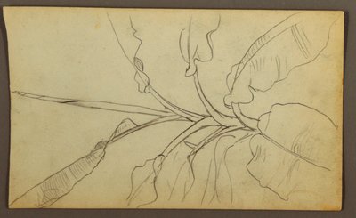 Dibujo, Bocetos botánicos, Ecuador o Colombia; Verso: Bocetos botánicos, 1857 de Frederic Edwin Church