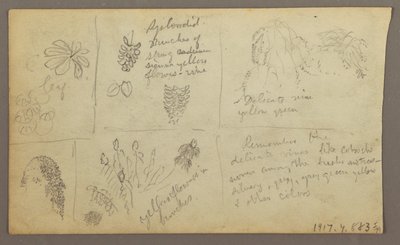 Dibujo, Bocetos botánicos, Ecuador o Colombia; Verso: Bocetos botánicos, 1857 de Frederic Edwin Church