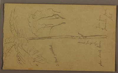 Dibujo, Bocetos botánicos, junio de 1865 de Frederic Edwin Church