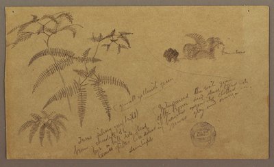 Dibujo, Bocetos botánicos, mayo-agosto de 1865 de Frederic Edwin Church
