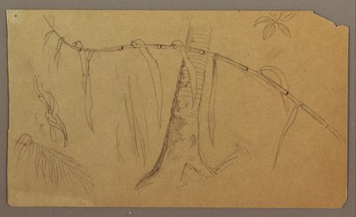 Dibujo, Bocetos botánicos, mayo-agosto de 1865 de Frederic Edwin Church
