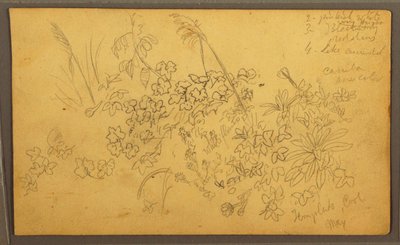 Dibujo, Bocetos botánicos, mayo de 1857 de Frederic Edwin Church