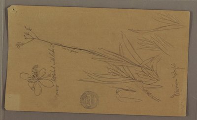 Dibujo, Bocetos botánicos que muestran detalles de una planta, Jamaica, julio de 1865 de Frederic Edwin Church