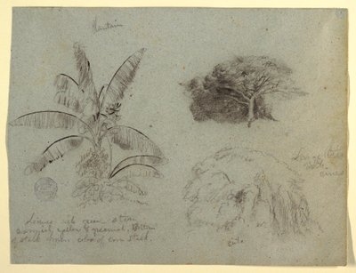 Dibujo, Bocetos botánicos, Sudamérica, mayo de 1853  de Frederic Edwin Church