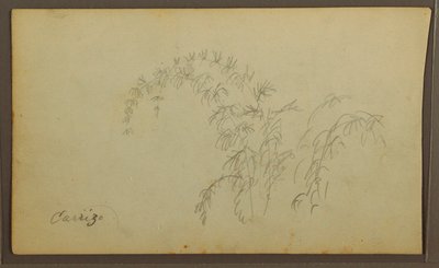 Dibujo, Bocetos botánicos; Verso: Bocetos botánicos, 1857 de Frederic Edwin Church