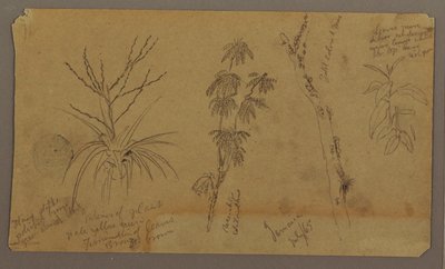 Dibujo, Bocetos botánicos; Verso: Nubes, julio de 1865 de Frederic Edwin Church