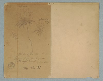 Dibujo, Bocetos botánicos: una rama, un árbol y la copa de un árbol, Sudamérica, 2 de septiembre de 1853 de Frederic Edwin Church