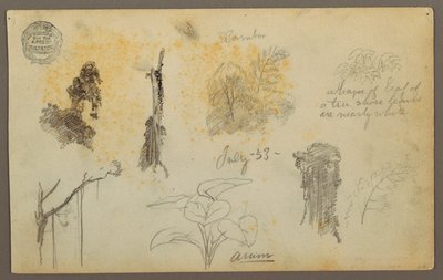 Dibujo, Bocetos botánicos de Colombia: Árboles de bambú, troncos y detalles, julio de 1853 de Frederic Edwin Church