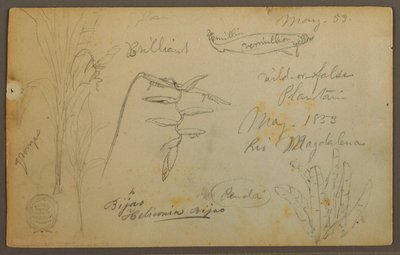 Dibujo, Bocetos botánicos del Río Magalena, Colombia, mayo de 1853 de Frederic Edwin Church