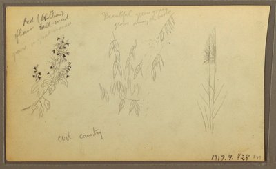 Dibujo, Bocetos botánicos, casa; bocetos botánicos, 1857 de Frederic Edwin Church