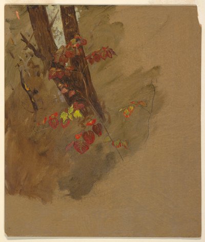 Dibujo, Estudios botánicos, 1860-70 de Frederic Edwin Church