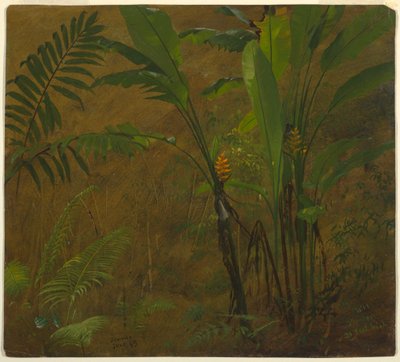 Dibujo, Estudios botánicos de Jamaica, Indias Occidentales, junio de 1887 de Frederic Edwin Church