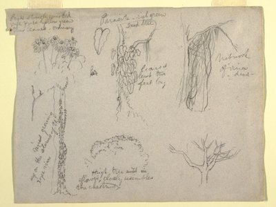 Dibujo, Estudios botánicos realizados en el Río Magdalena, Colombia:  Parásito, Árbol Muerto, 1853 de Frederic Edwin Church